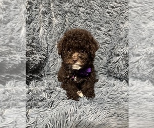Cavapoo (Toy) Puppy for sale in JEFFERSONVILLE, IN, USA