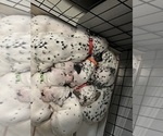 Small Dalmatian