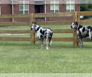 Bruno de Mexico / Athena de Mexico - Male Great Dane Dog for Adoption - Photo #3