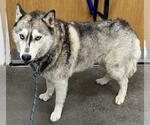 Small Siberian Husky