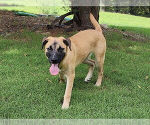 Black Mouth Cur-Unknown Mix Dogs for adoption in Brewster, NY, USA