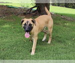 Small Black Mouth Cur Mix