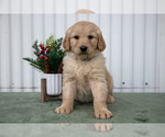 Puppy 2 Goldendoodle