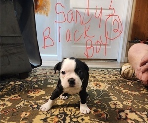 Boston Terrier Puppy for sale in GREENBACK, TN, USA
