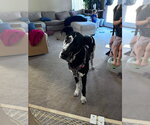 Small #1 Great Dane
