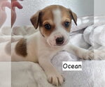 Small #2 Labrador Retriever Mix