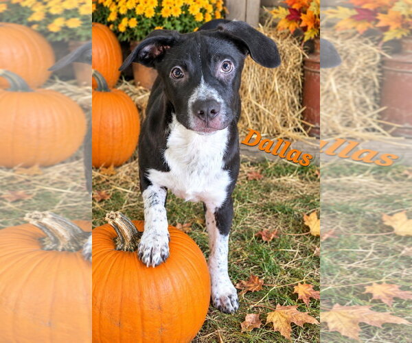 Medium Photo #1 Labrador Retriever-Unknown Mix Puppy For Sale in Southbury, CT, USA