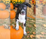 Dallas - Male Labrador Retriever-Unknown Mix Dog for Adoption - Small photo