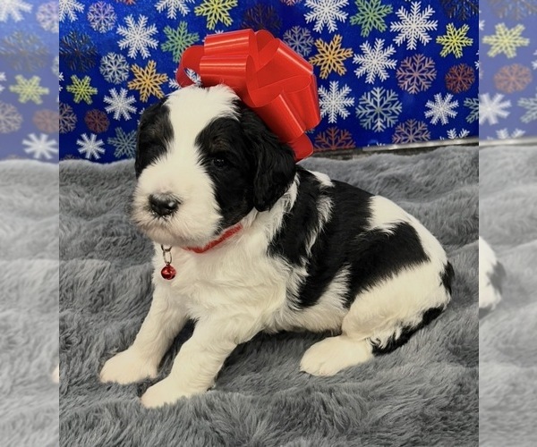 Medium Photo #8 Bernedoodle Puppy For Sale in CLEVELAND, TN, USA