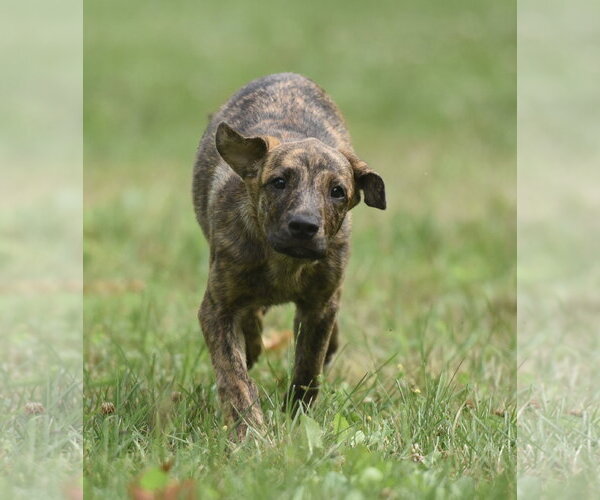 Medium Photo #3 Plott Hound-Unknown Mix Puppy For Sale in Mechanicsburg, PA, USA