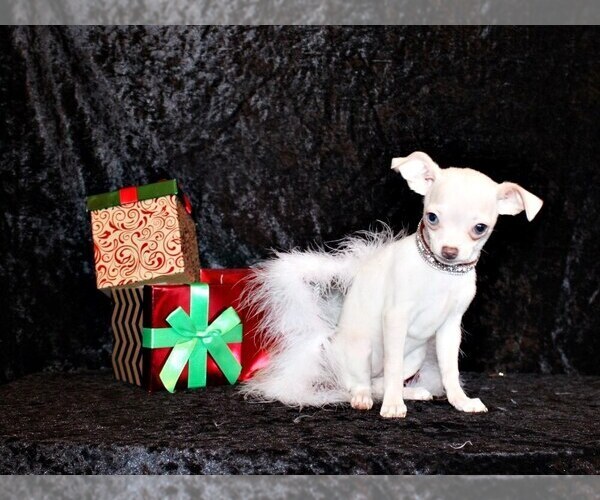 Medium Photo #5 Chihuahua Puppy For Sale in CHARLESTON, AR, USA