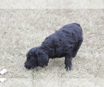Small Photo #8 Goldendoodle Puppy For Sale in MEMPHIS, MO, USA