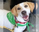 Small #5 Beagle Mix