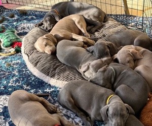 Weimaraner Litter for sale in FLEMING ISLAND, FL, USA