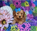 Small Photo #5 Miniature Labradoodle Puppy For Sale in KIRKWOOD, PA, USA