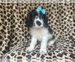 Small Photo #5 Cock-A-Poo Puppy For Sale in LAKELAND, FL, USA