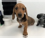 Small Dachshund