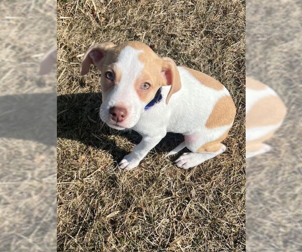 Medium Photo #13 German Shorthaired Lab Puppy For Sale in Brewster, NY, USA