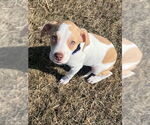 Small #12 German Shorthaired Lab