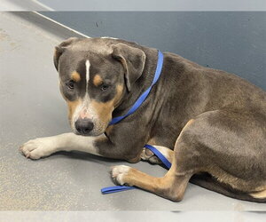 American Bulldog-Unknown Mix Dogs for adoption in Tallahassee, FL, USA