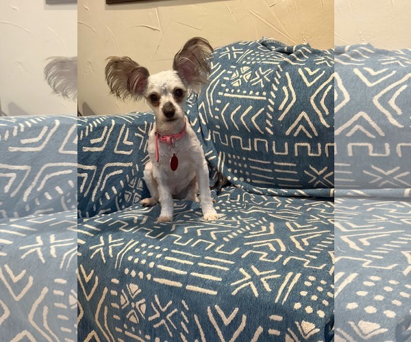 Medium Photo #1 Silky Terrier-Unknown Mix Puppy For Sale in Katy, TX, USA