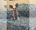 POPPY S - Female Silky Terrier-Unknown Mix Dog for Adoption - Small photo