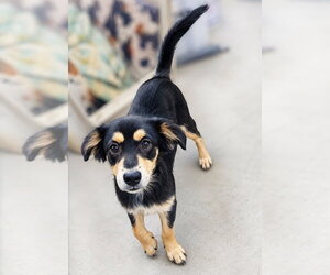 Hunter - Male Black and Tan Coonhound-Unknown Mix Dog for Adoption - Photo #2