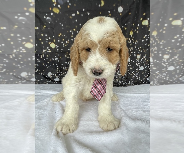 Medium Photo #1 Goldendoodle (Miniature) Puppy For Sale in LANCASTER, PA, USA
