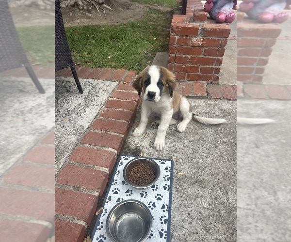 Medium Photo #8 Saint Bernard Puppy For Sale in ANAHEIM, CA, USA