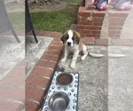 Small #7 Saint Bernard