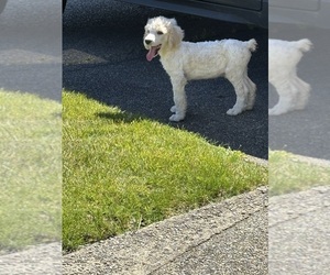 Poodle (Standard) Dogs for adoption in PARKLAND, WA, USA