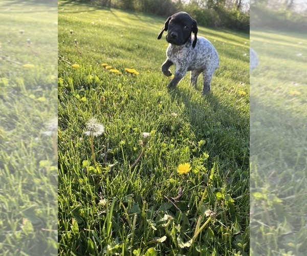 Medium Photo #3 German Shorthaired Pointer Puppy For Sale in JOHNSTOWN, OH, USA