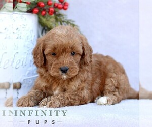 Goldendoodle (Miniature) Puppy for sale in EPHRATA, PA, USA