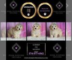 Small #5 Maltipoo (Miniature)