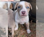Small #4 Mutt