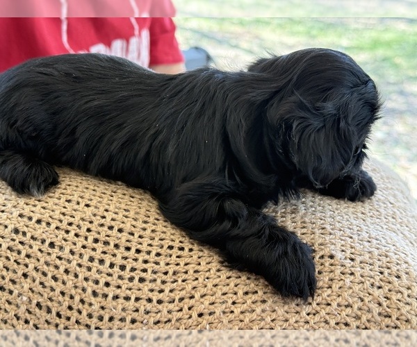 Medium Photo #4 Shih Tzu Puppy For Sale in CANTONMENT, FL, USA