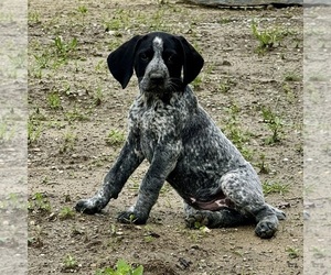 German Shorthaired Pointer Puppy for sale in WILLISTON, VT, USA
