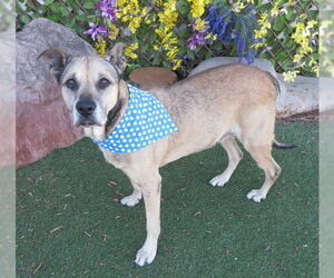 German Shepherd Dog-Unknown Mix Dogs for adoption in Oklahoma City, OK, USA