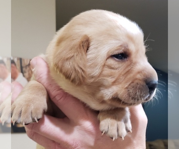 Medium Photo #29 Labrador Retriever Puppy For Sale in OLYMPIA, WA, USA