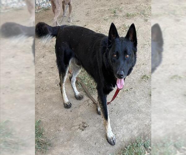 Medium Photo #1 German Shepherd Dog Puppy For Sale in Riverside, CA, USA