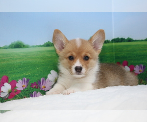 Pembroke Welsh Corgi Puppy for sale in EMPIRE STATE, NY, USA