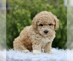Small Photo #3 Bichpoo Puppy For Sale in BIRD IN HAND, PA, USA
