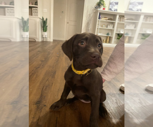 Labrador Retriever Puppy for sale in GOSHEN, IN, USA