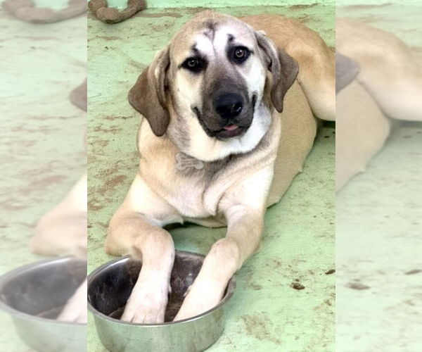 Medium Photo #24 Anatolian Shepherd-Rhodesian Ridgeback Mix Puppy For Sale in Higley, AZ, USA