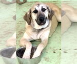 Small #23 Anatolian Shepherd-Rhodesian Ridgeback Mix