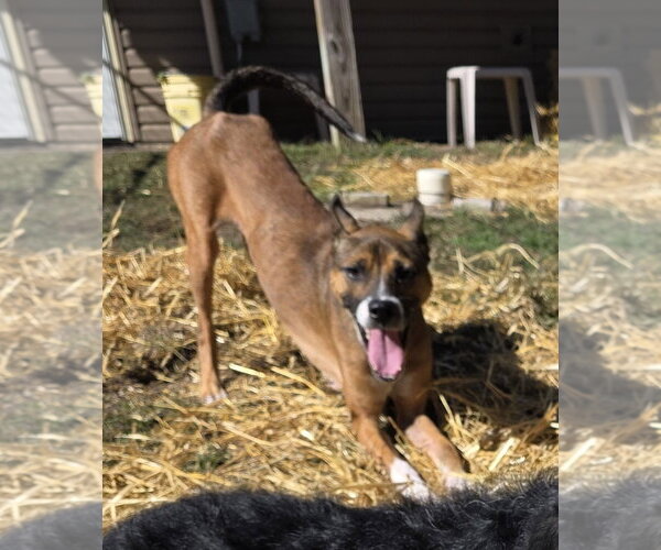 Medium Photo #4 Basenji-Unknown Mix Puppy For Sale in Brooklyn Center, MN, USA