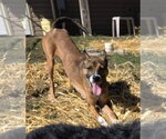 Small Photo #4 Basenji-Unknown Mix Puppy For Sale in Brooklyn Center, MN, USA