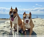 Small Photo #2 American Pit Bull Terrier Puppy For Sale in SEATTLE, WA, USA