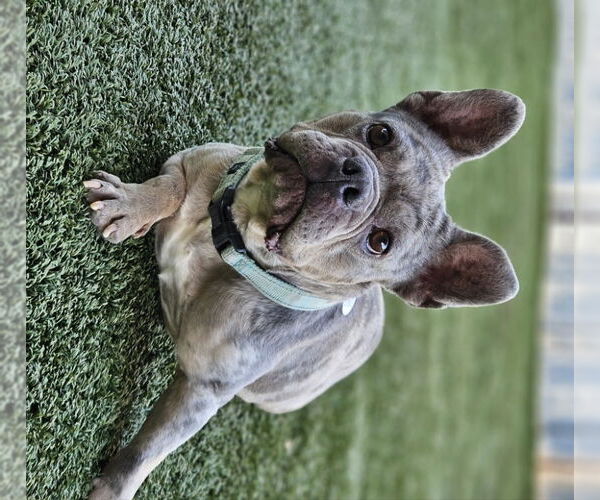 Medium Photo #8 French Bulldog Puppy For Sale in Lake elsinore, CA, USA