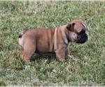 Small Photo #5 Bulldog Puppy For Sale in MARSHFIELD, MO, USA